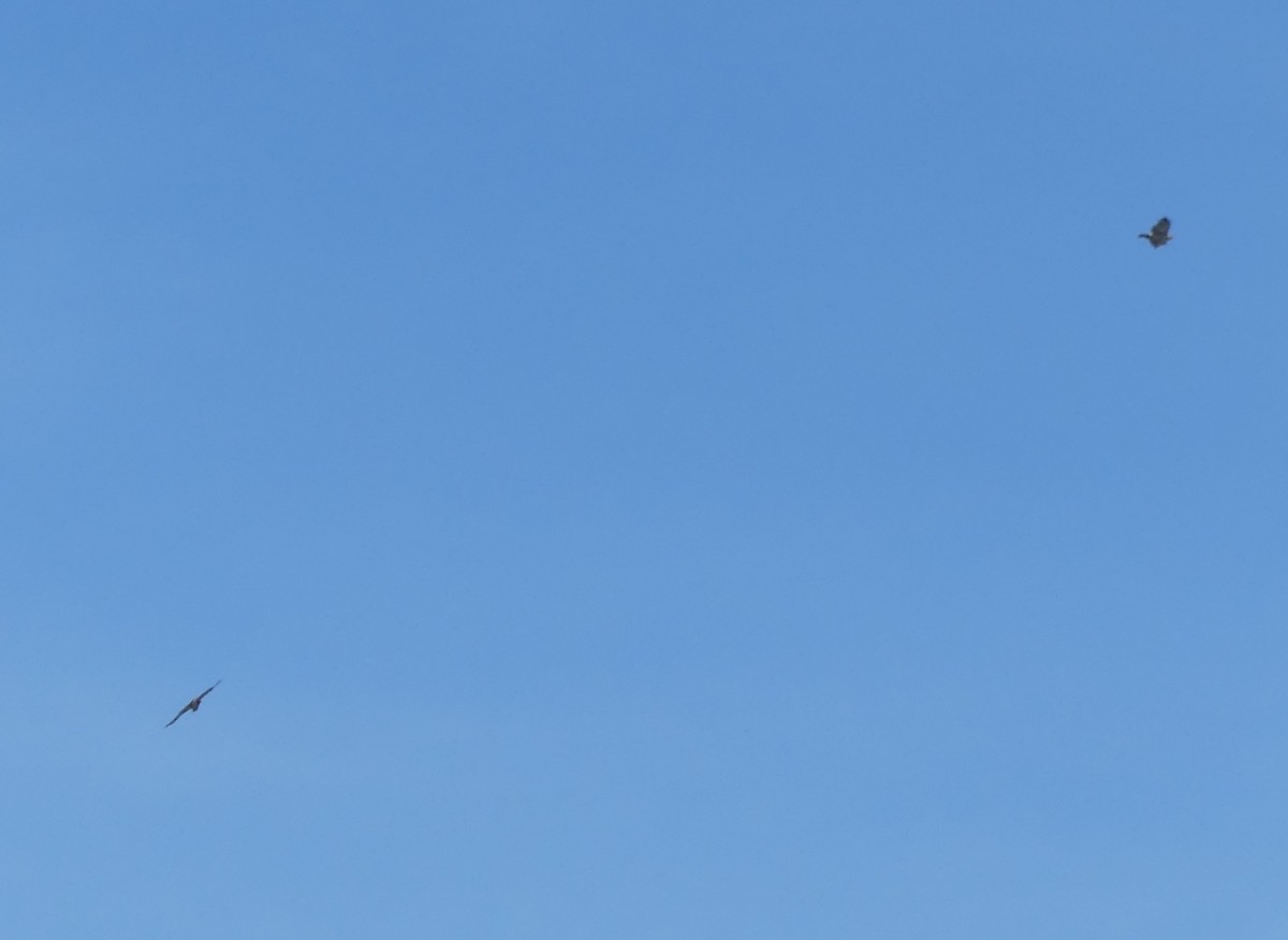 Red-tailed Hawk (borealis) - ML638571258