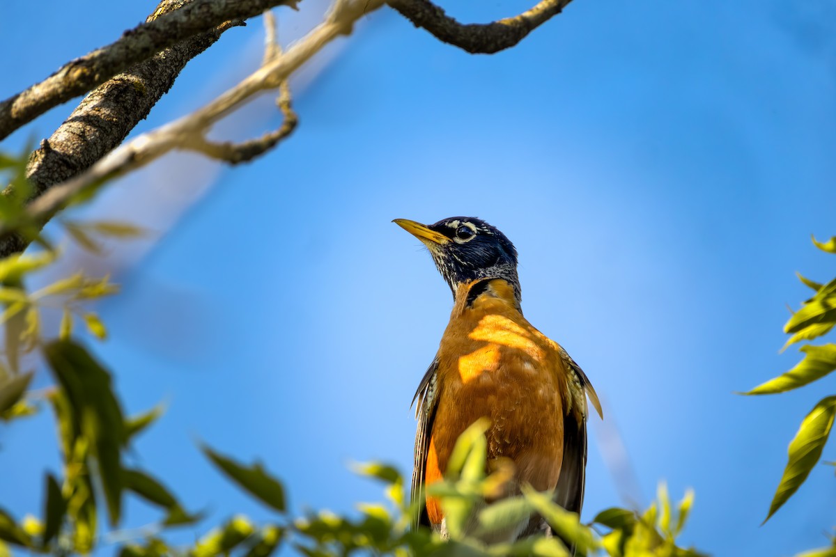 American Robin - ML638571259