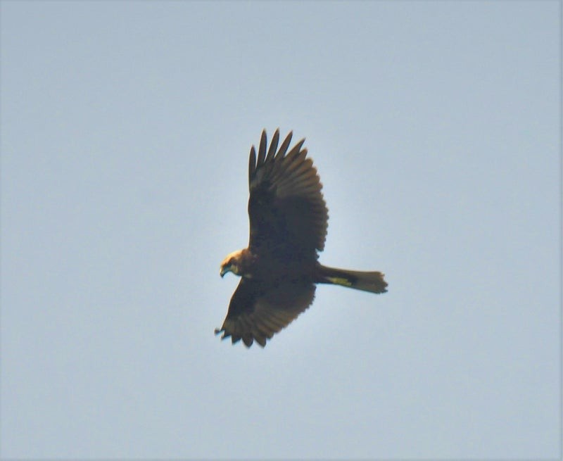 Western Marsh Harrier - ML638571268