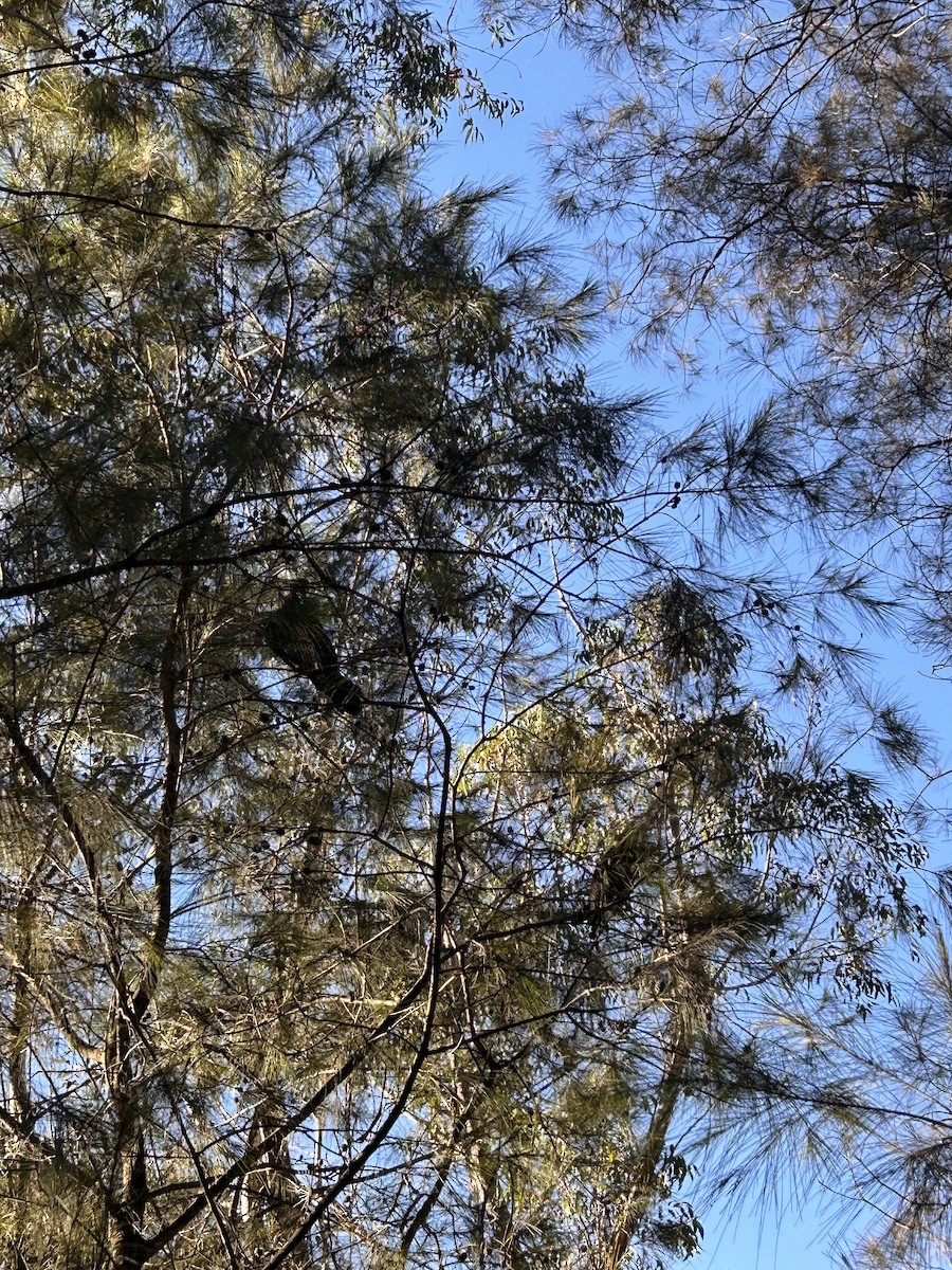 Glossy Black-Cockatoo - ML638571277