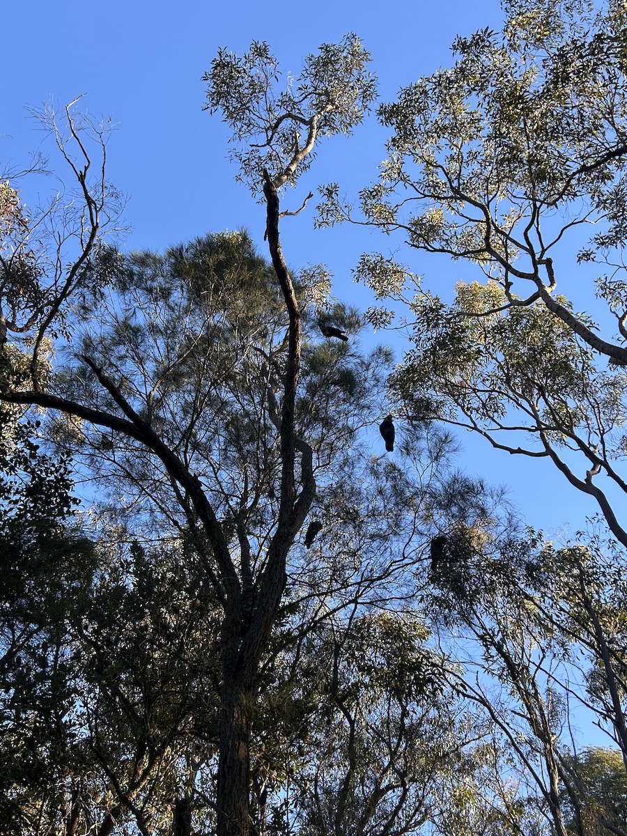Glossy Black-Cockatoo - ML638571278