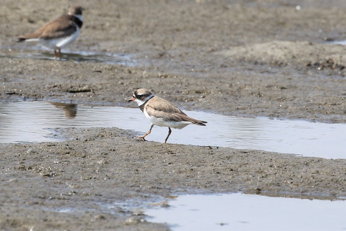 Semipalmated Plover - Anthony Vicciarelli