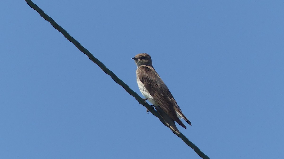 Northern Rough-winged Swallow - ML638571325