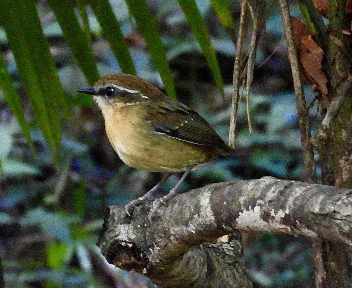 Black-cheeked Gnateater - ML638571327