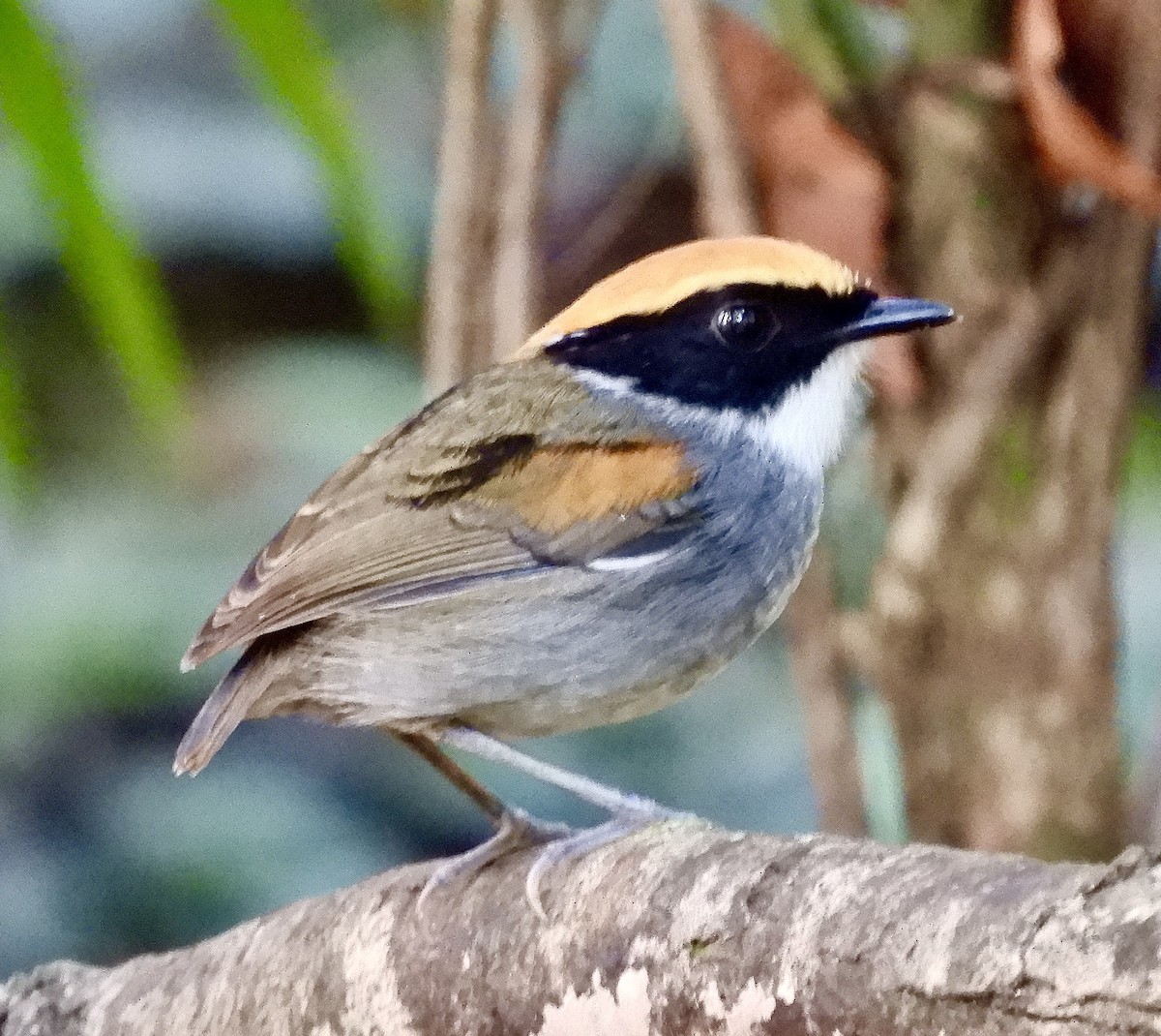 Black-cheeked Gnateater - ML638571329