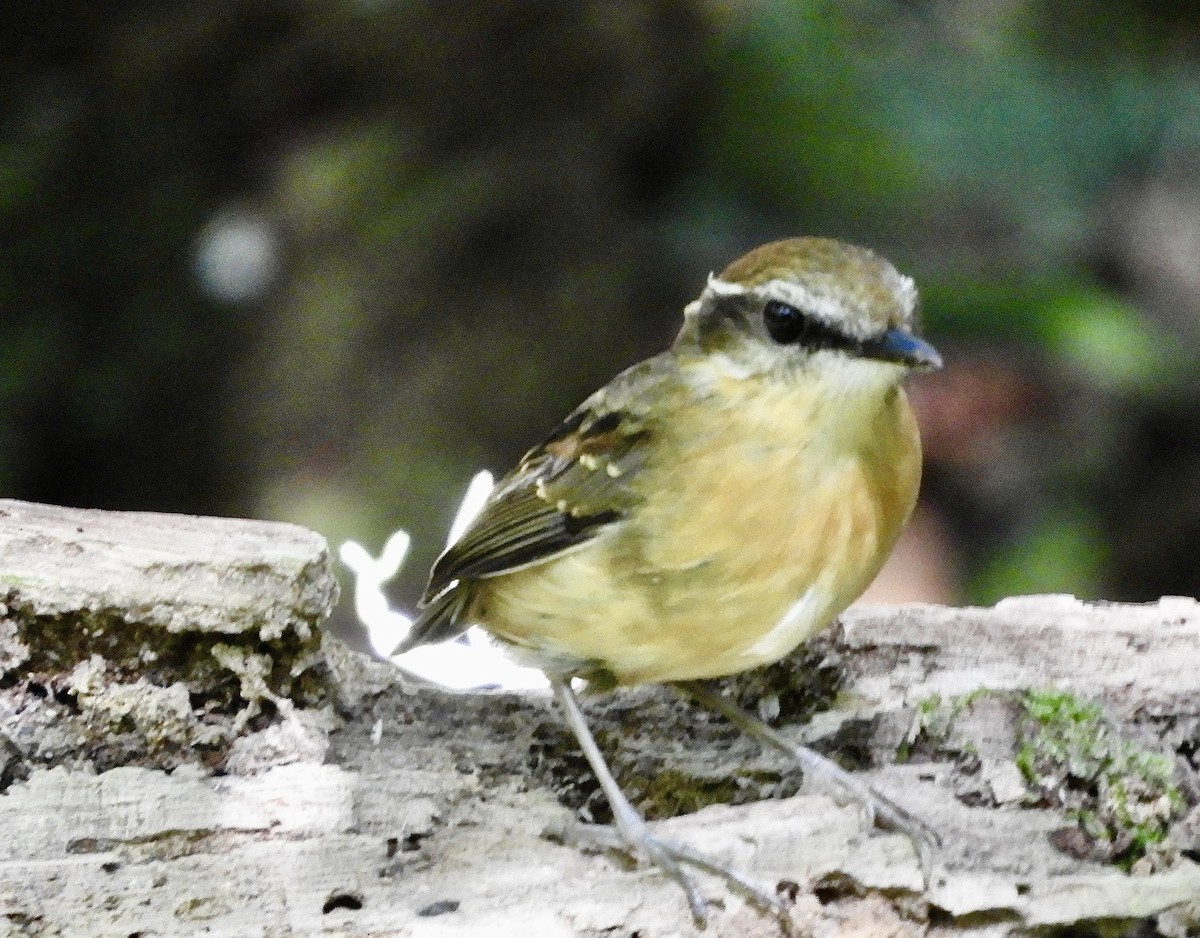Black-cheeked Gnateater - ML638571330