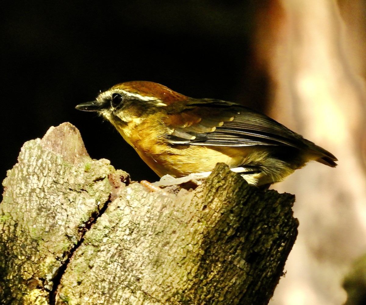 Black-cheeked Gnateater - ML638571331