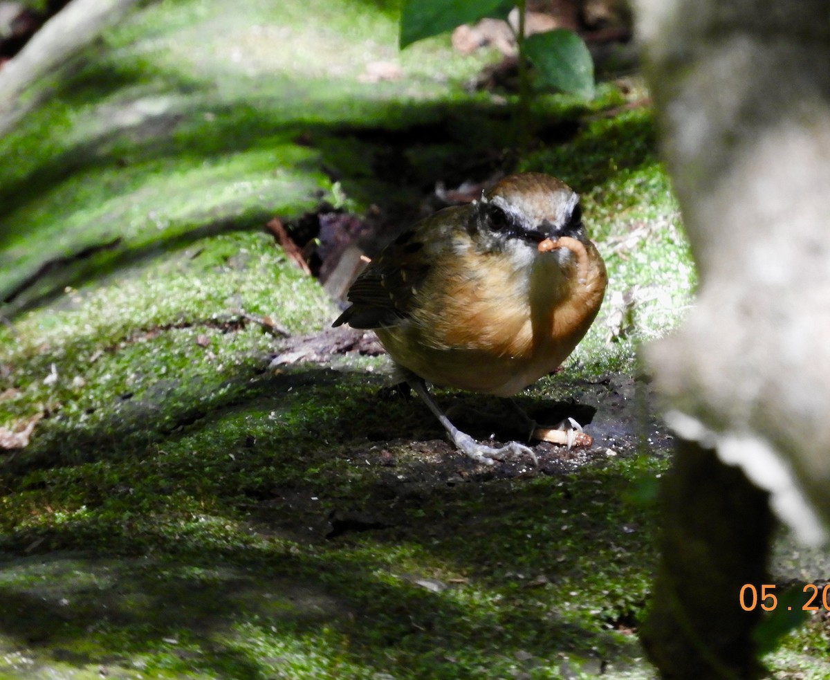 Black-cheeked Gnateater - ML638571332