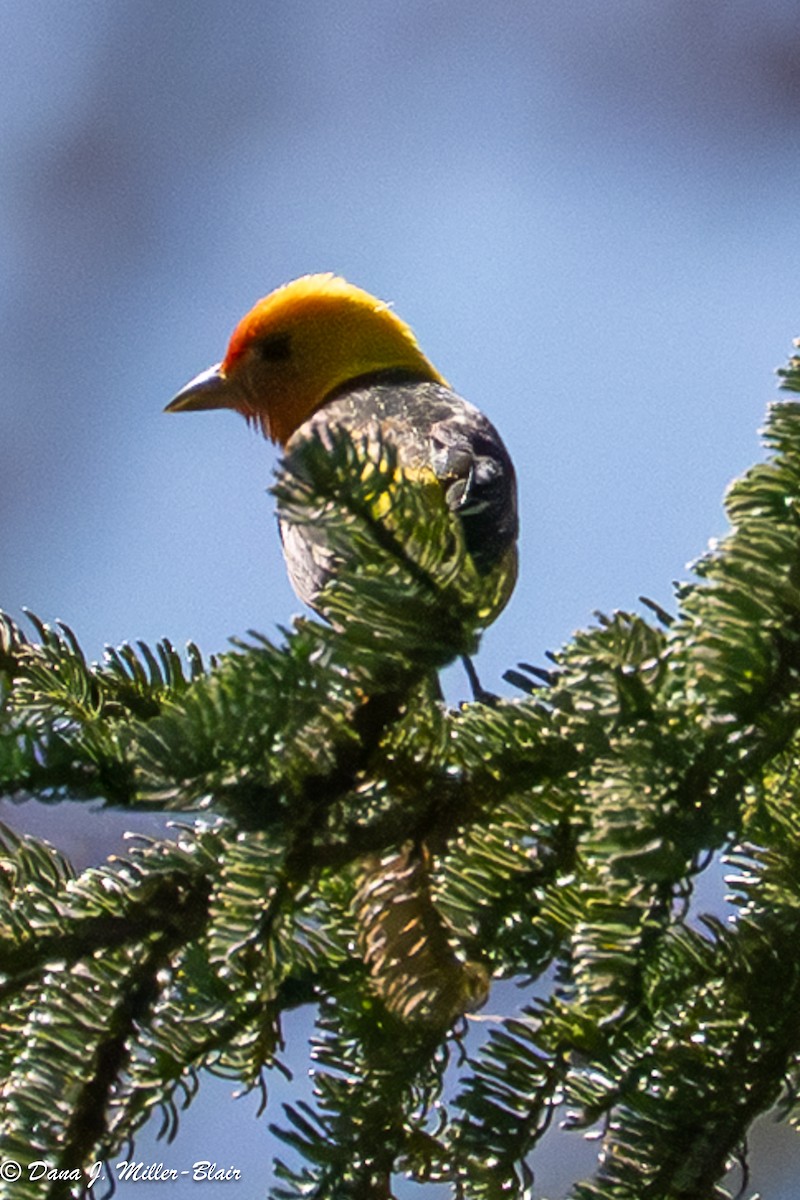 Western Tanager - ML638571334