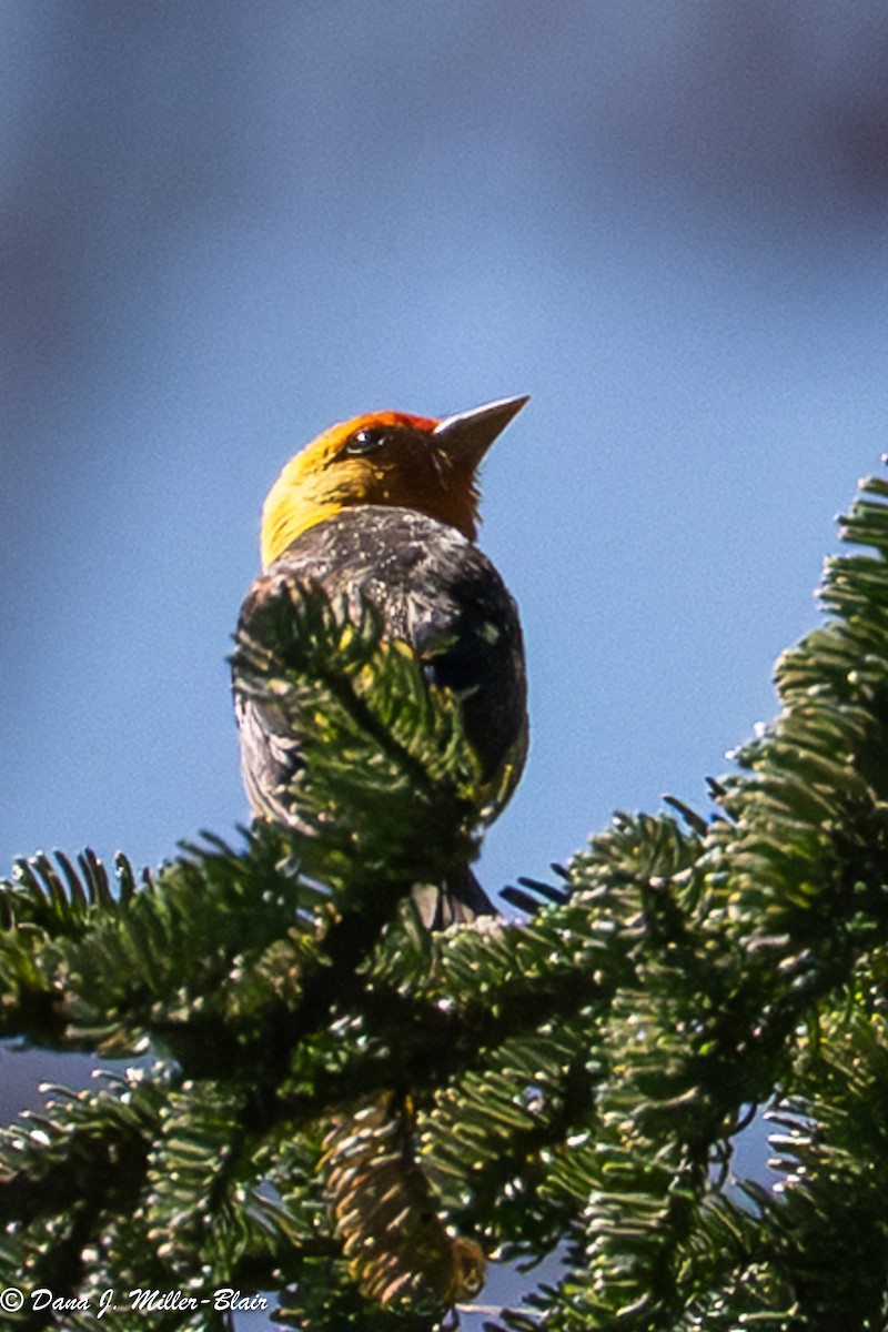 Western Tanager - ML638571339