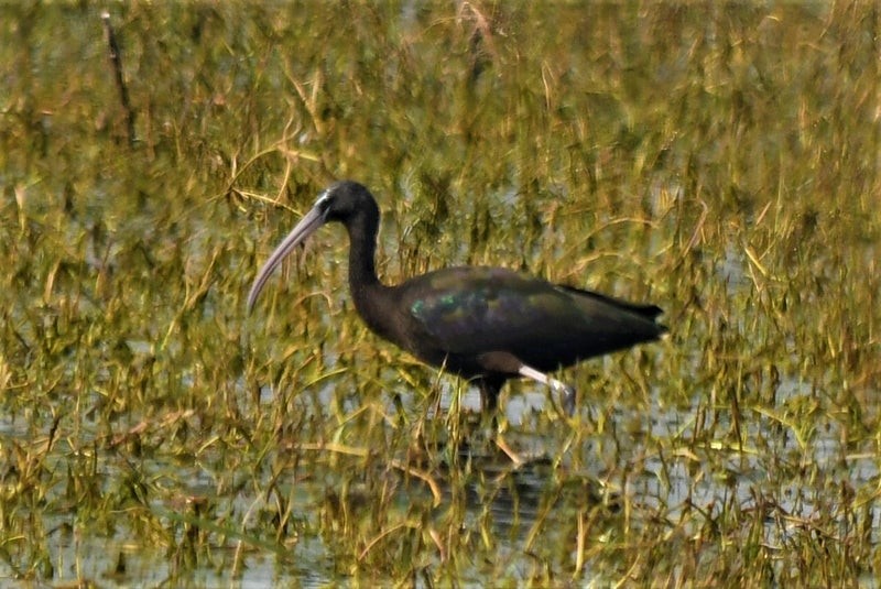 ibis hnědý - ML638571342