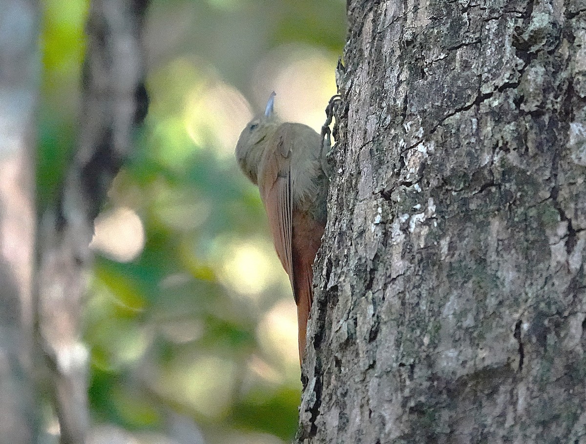Olivaceous Woodcreeper - ML638571345
