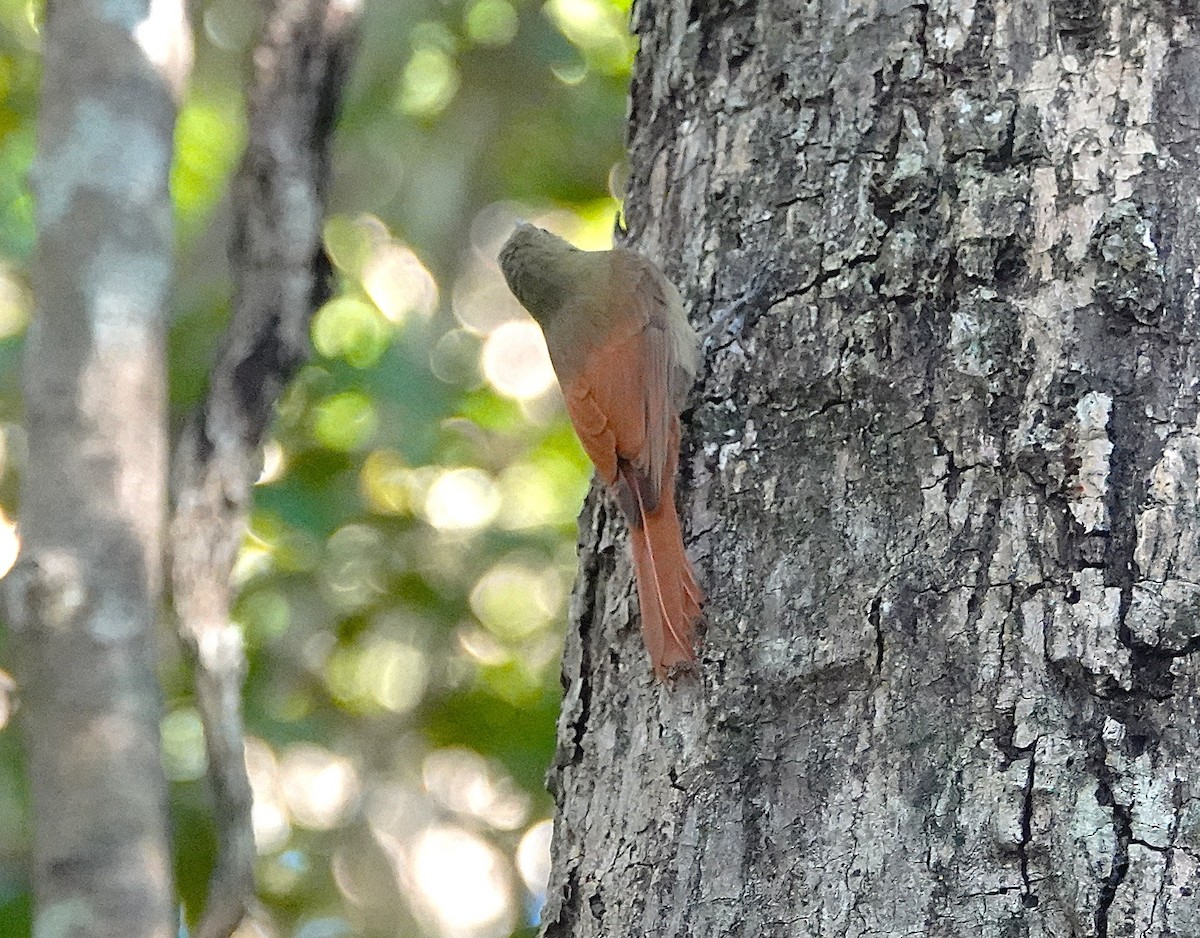 Olivaceous Woodcreeper - ML638571346