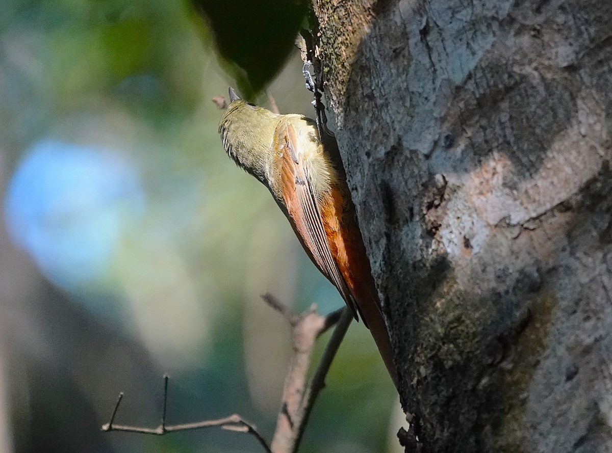 Olivaceous Woodcreeper - ML638571347