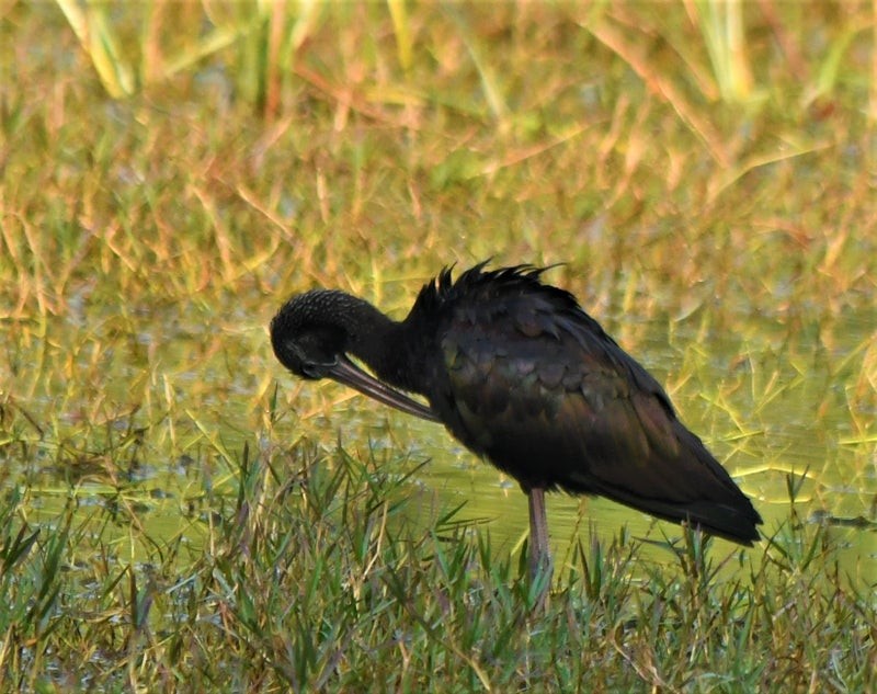 ibis hnědý - ML638571348