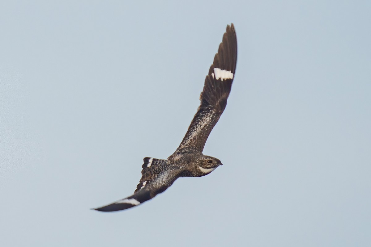 Common Nighthawk - ML638571354