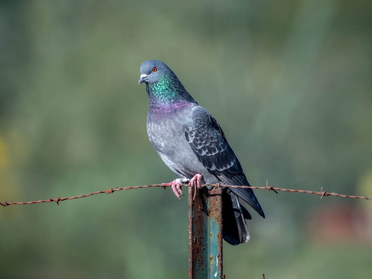 Rock Pigeon (Feral Pigeon) - ML638571355
