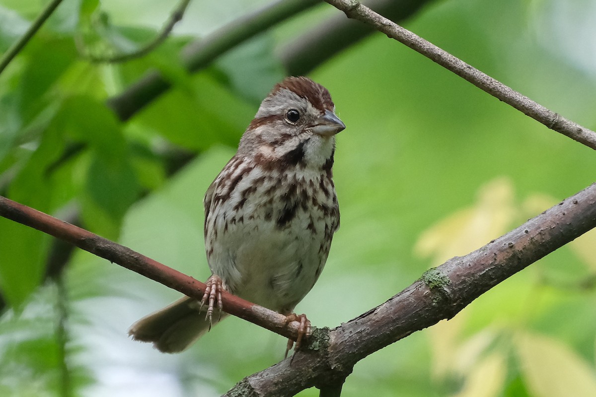 Song Sparrow - ML638571356