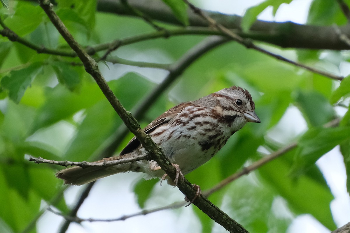 Song Sparrow - ML638571357