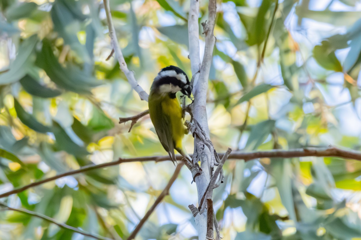 Eastern Shrike-tit - ML638571370