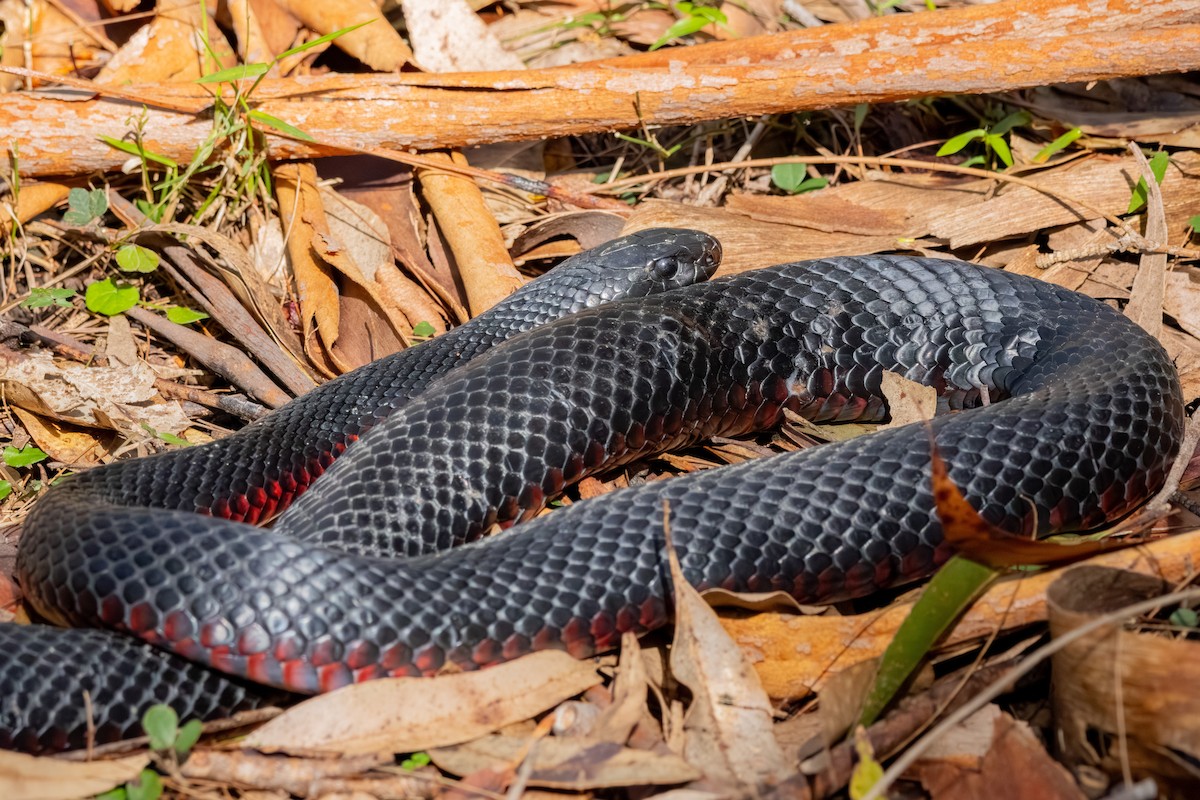 Red-bellied Black Snake - ML638571390