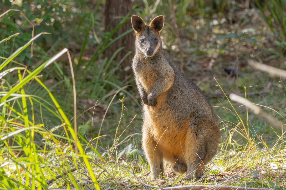 Swamp Wallaby - ML638571391
