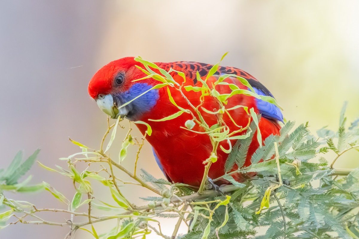 Crimson Rosella - ML638571412