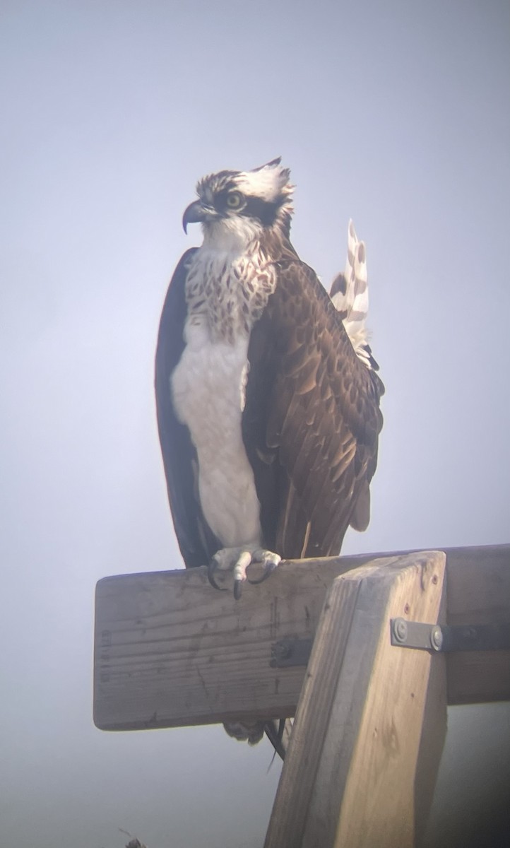 Osprey (American) - ML638571456