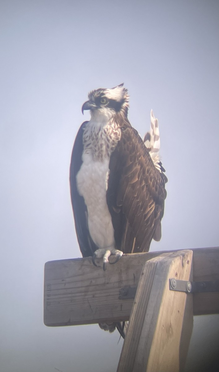 Osprey (American) - ML638571457
