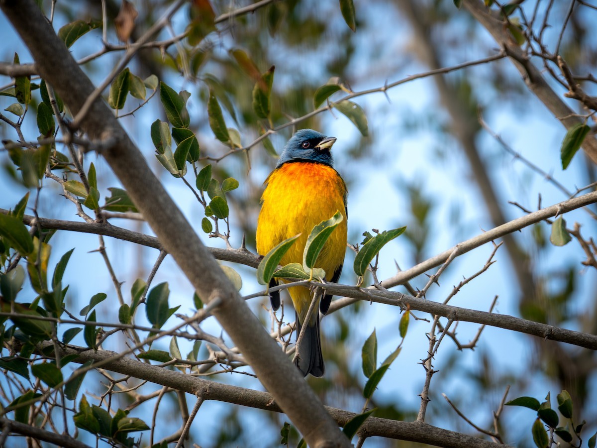 Blue-and-yellow Tanager - ML638571505
