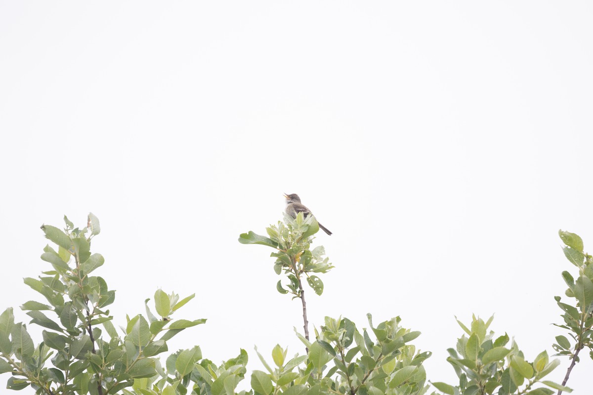 Willow Flycatcher - ML638571544