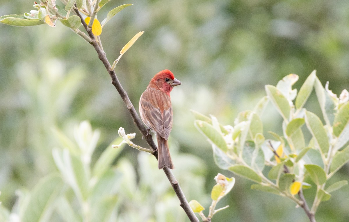 Purple Finch - ML638571554