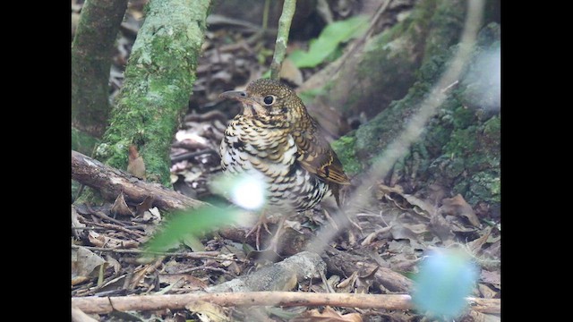 Russet-tailed Thrush - ML638571564