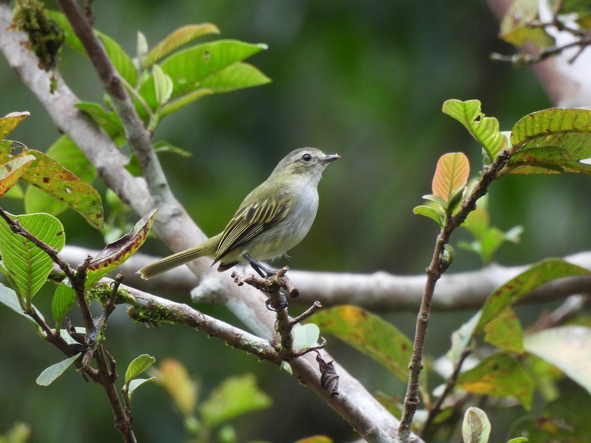 Mistletoe Tyrannulet - ML638571578