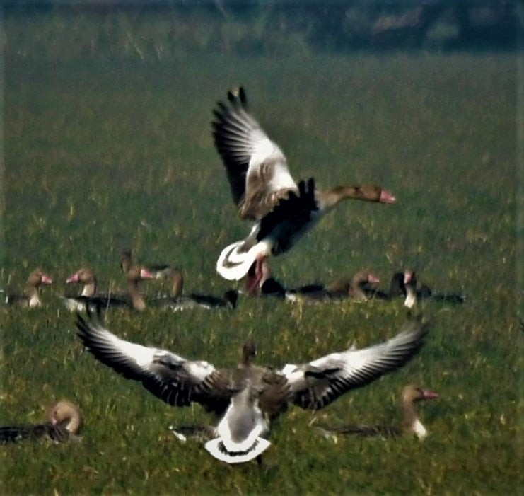 Graylag Goose - ML638571614