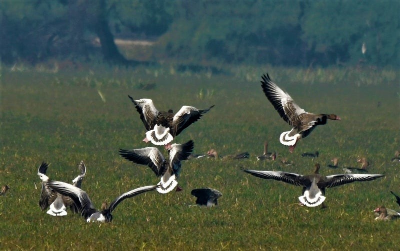 Graylag Goose - ML638571622
