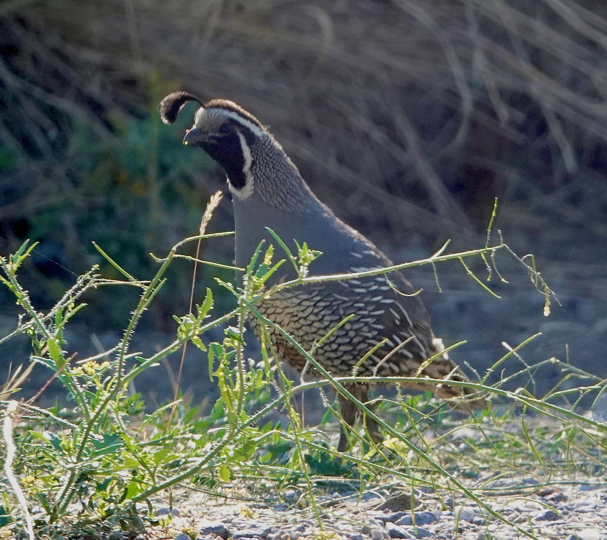 California Quail - ML638571633