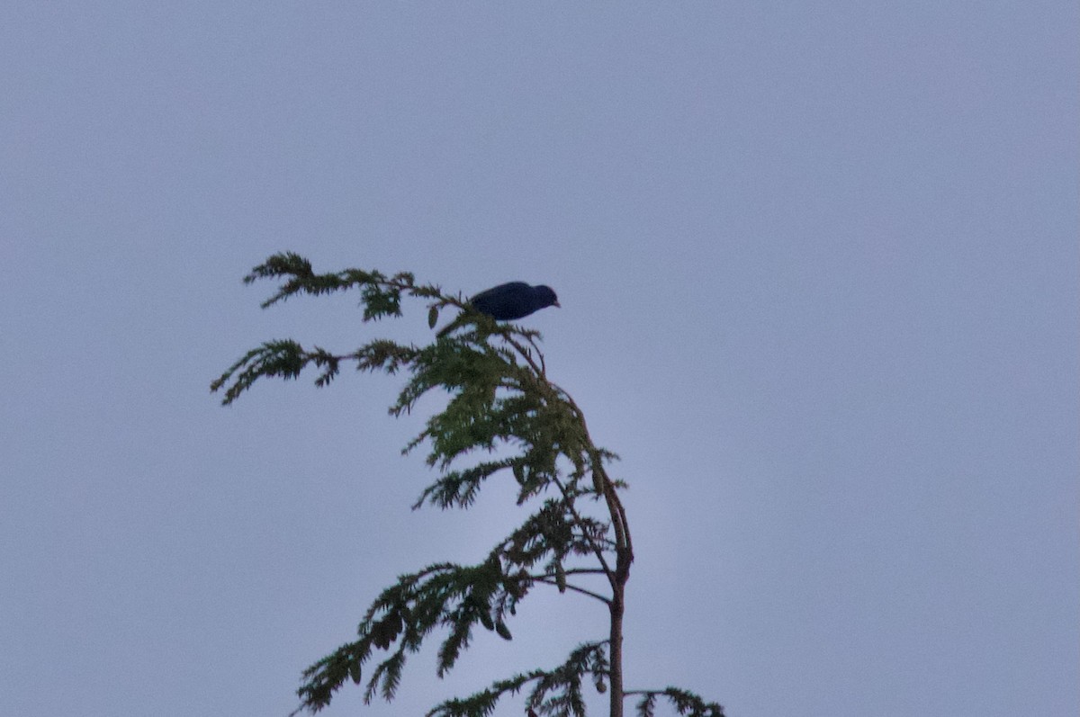 Indigo Bunting - ML638571643