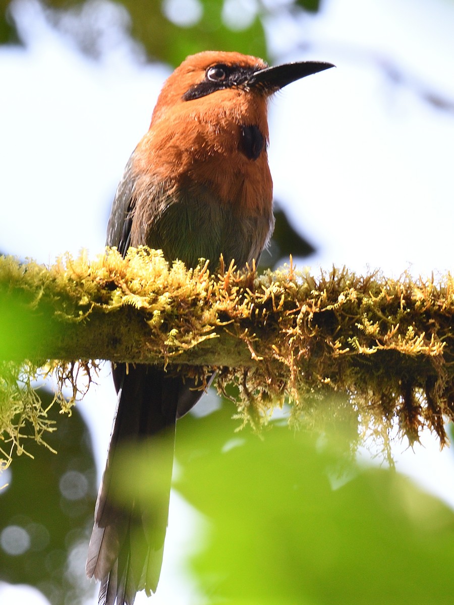Broad-billed Motmot (Broad-billed) - ML638571647