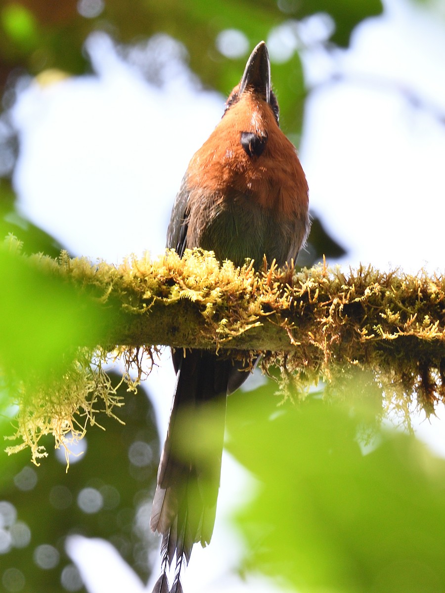 Broad-billed Motmot (Broad-billed) - ML638571648