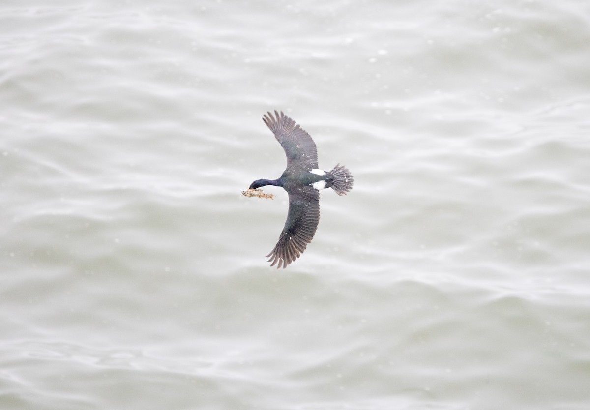 Pelagic Cormorant - ML638571682