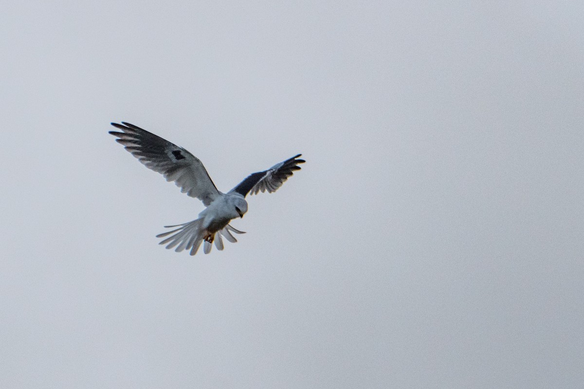 White-tailed Kite - ML638571684