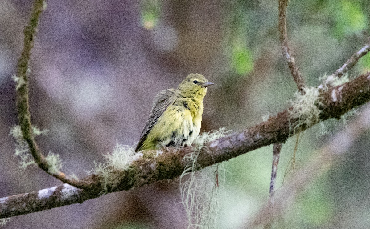 Orange-crowned Warbler - ML638571690