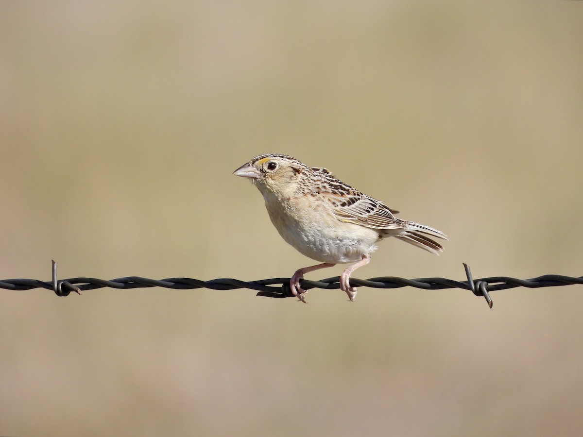 Grasshopper Sparrow - ML638571704