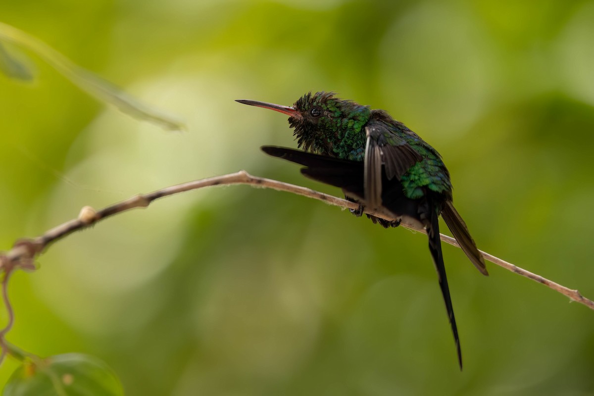 Cozumel Emerald - ML638571708
