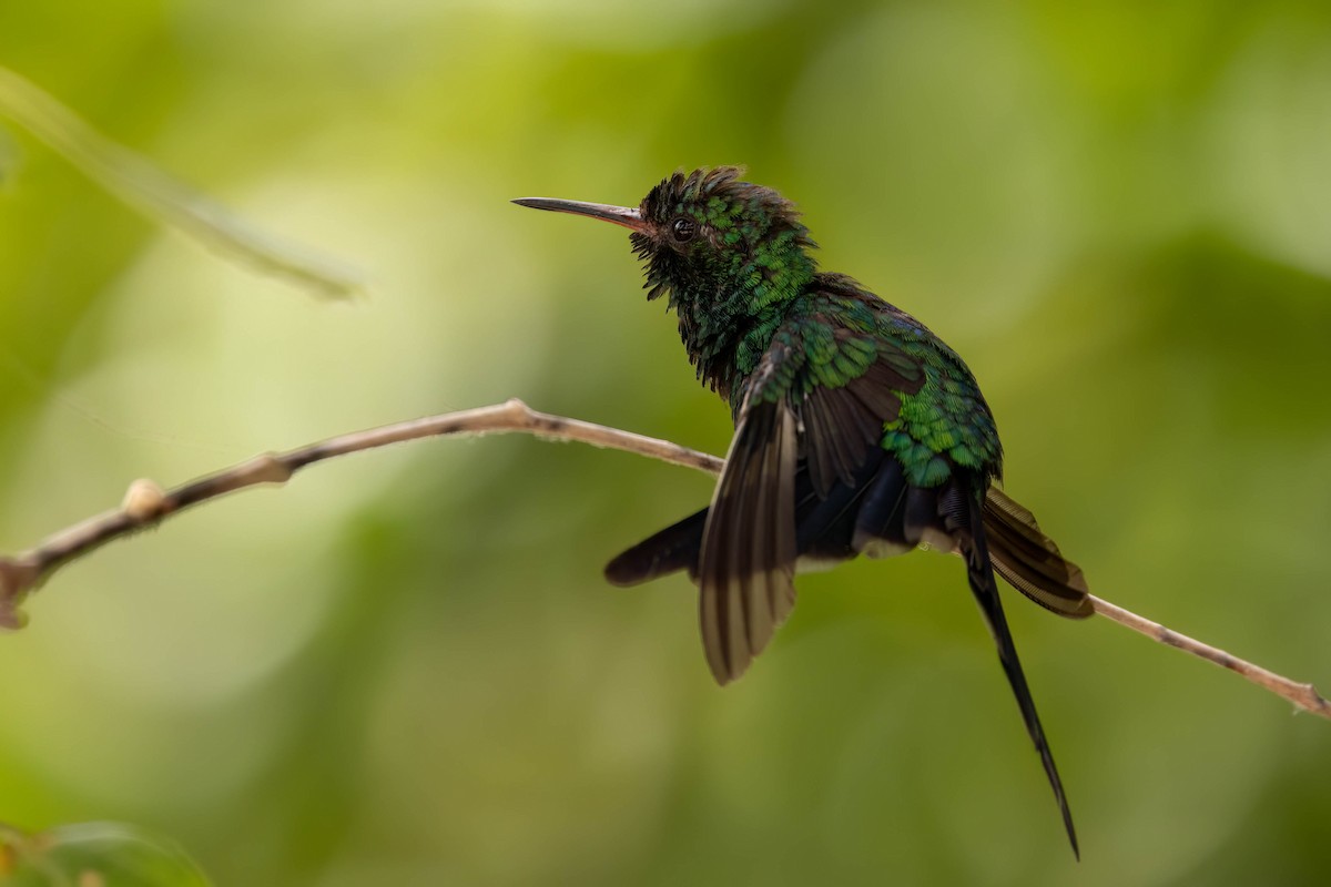 Cozumel Emerald - ML638571710