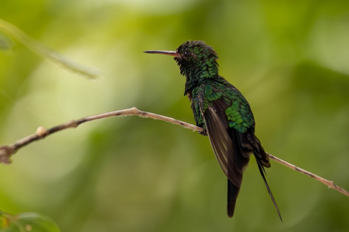 Cozumel Emerald - ML638571712