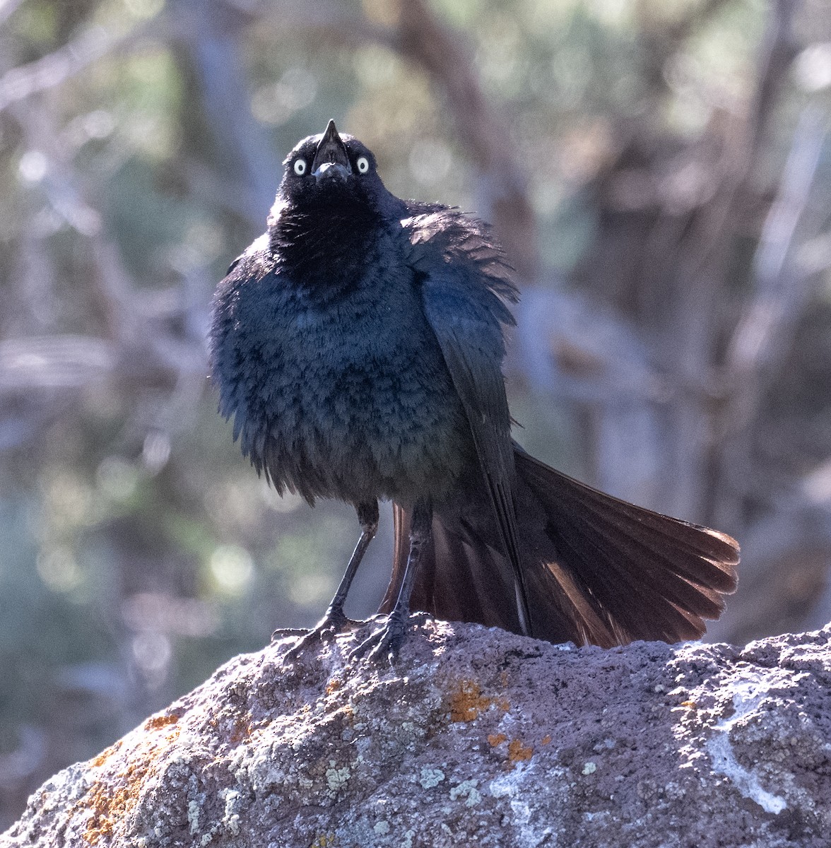 Brewer's Blackbird - ML638571713