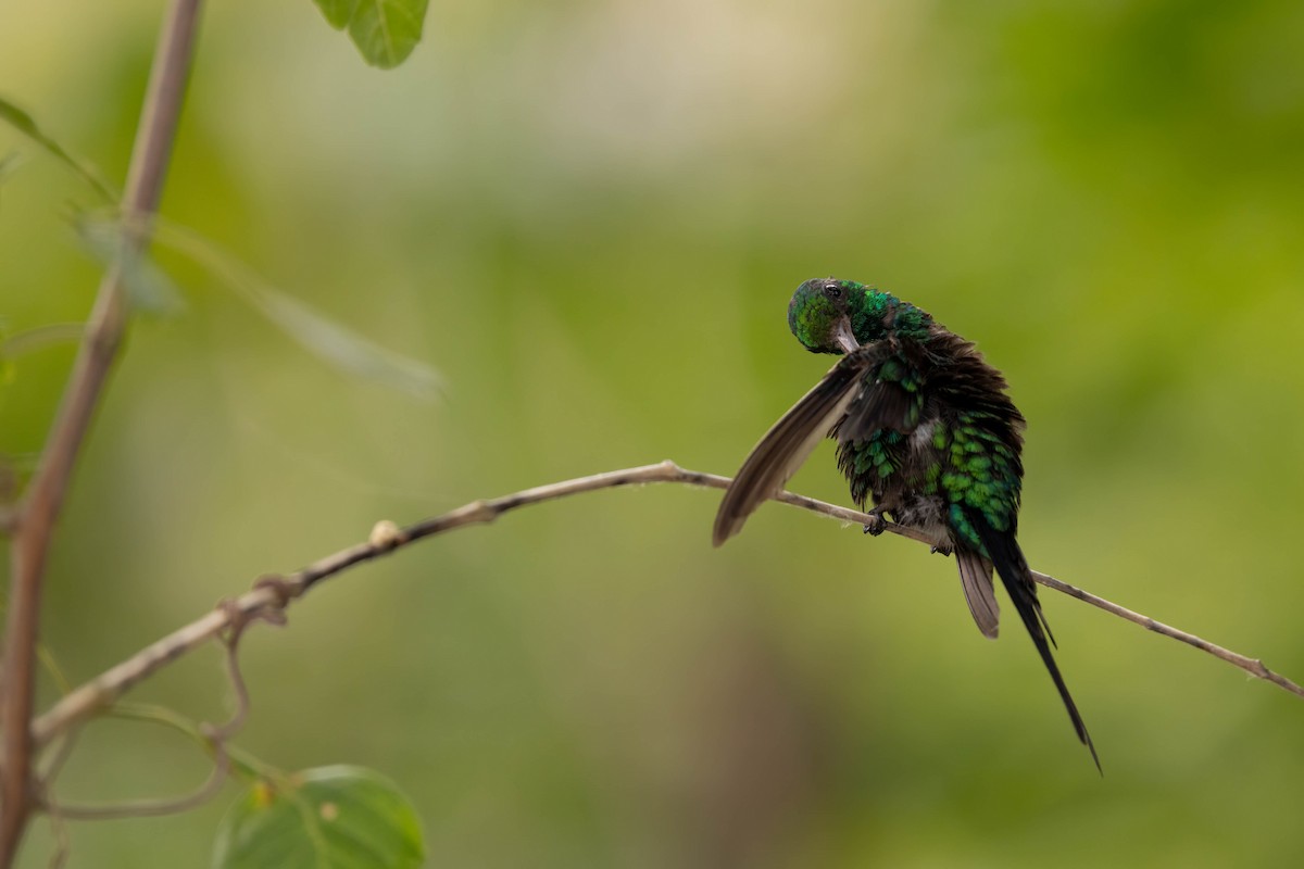 Cozumel Emerald - ML638571714