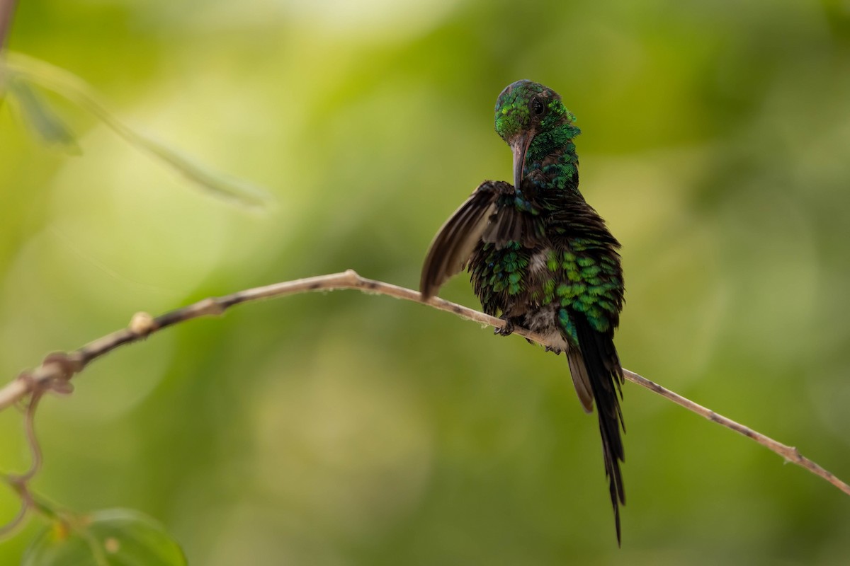 Cozumel Emerald - ML638571715